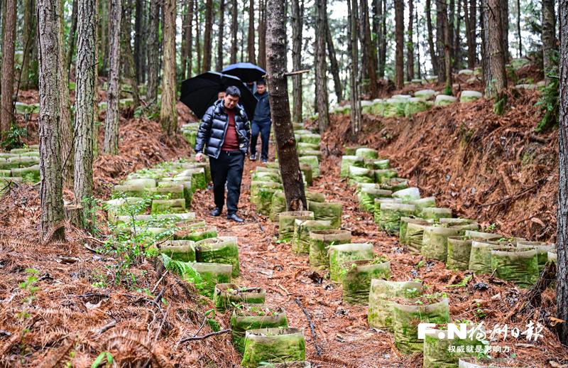 永泰蹚出乡村振兴新路子